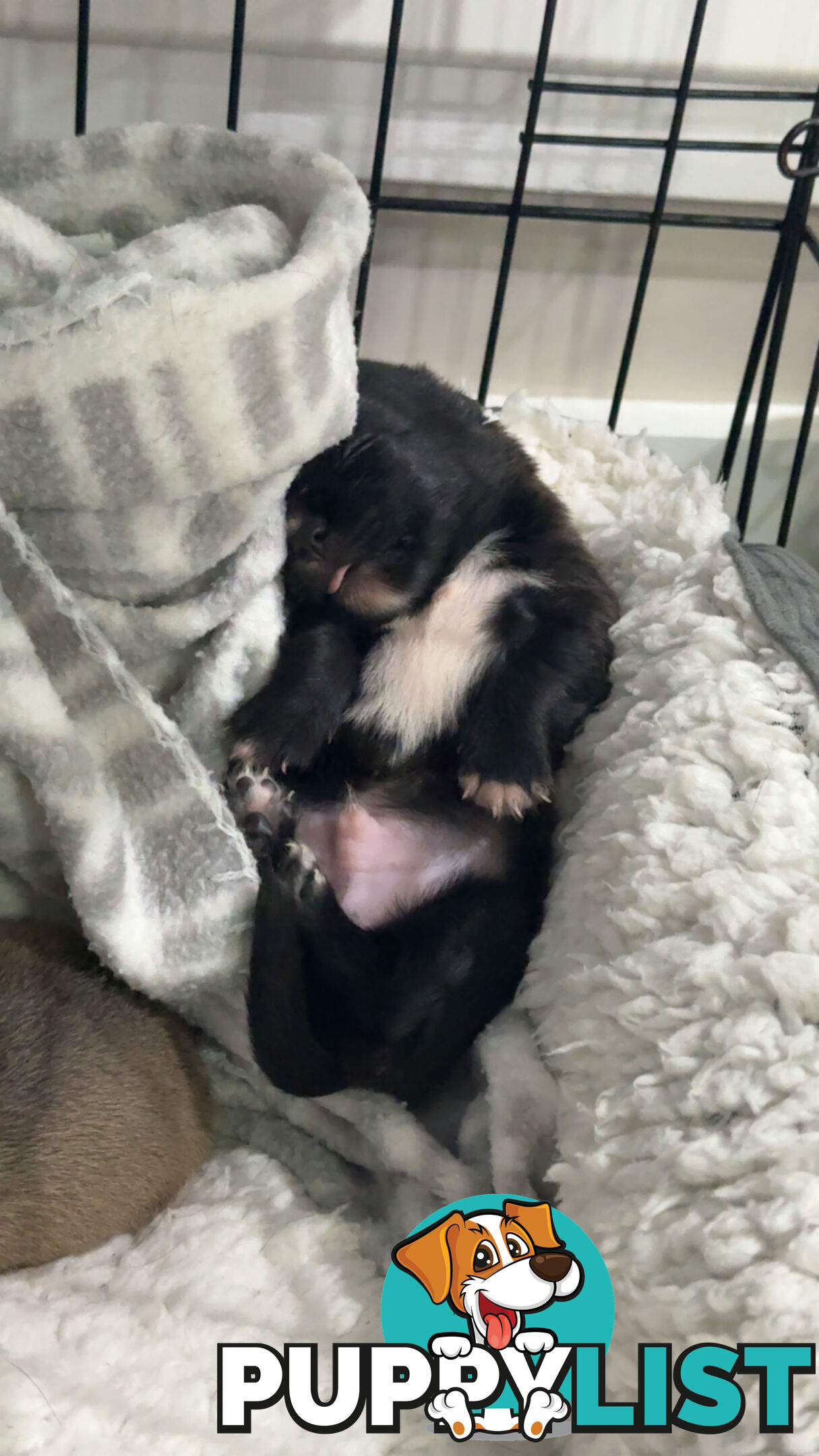 Teacup chihuahuas