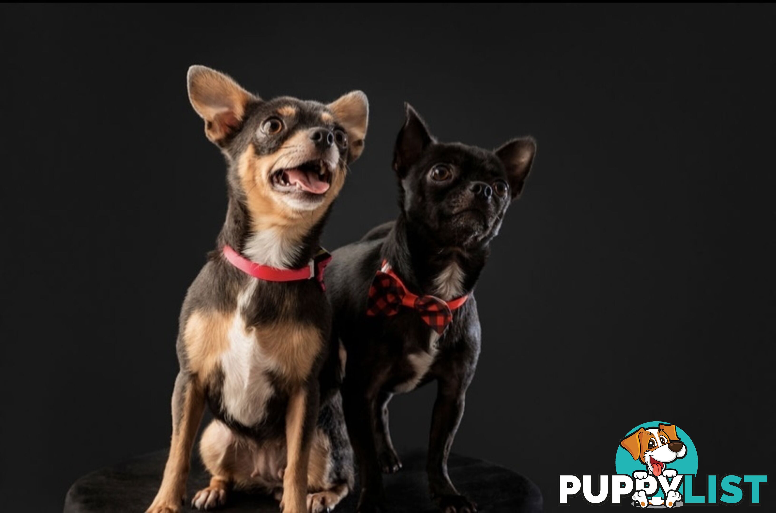 Teacup chihuahuas