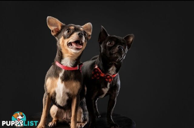 Teacup chihuahuas