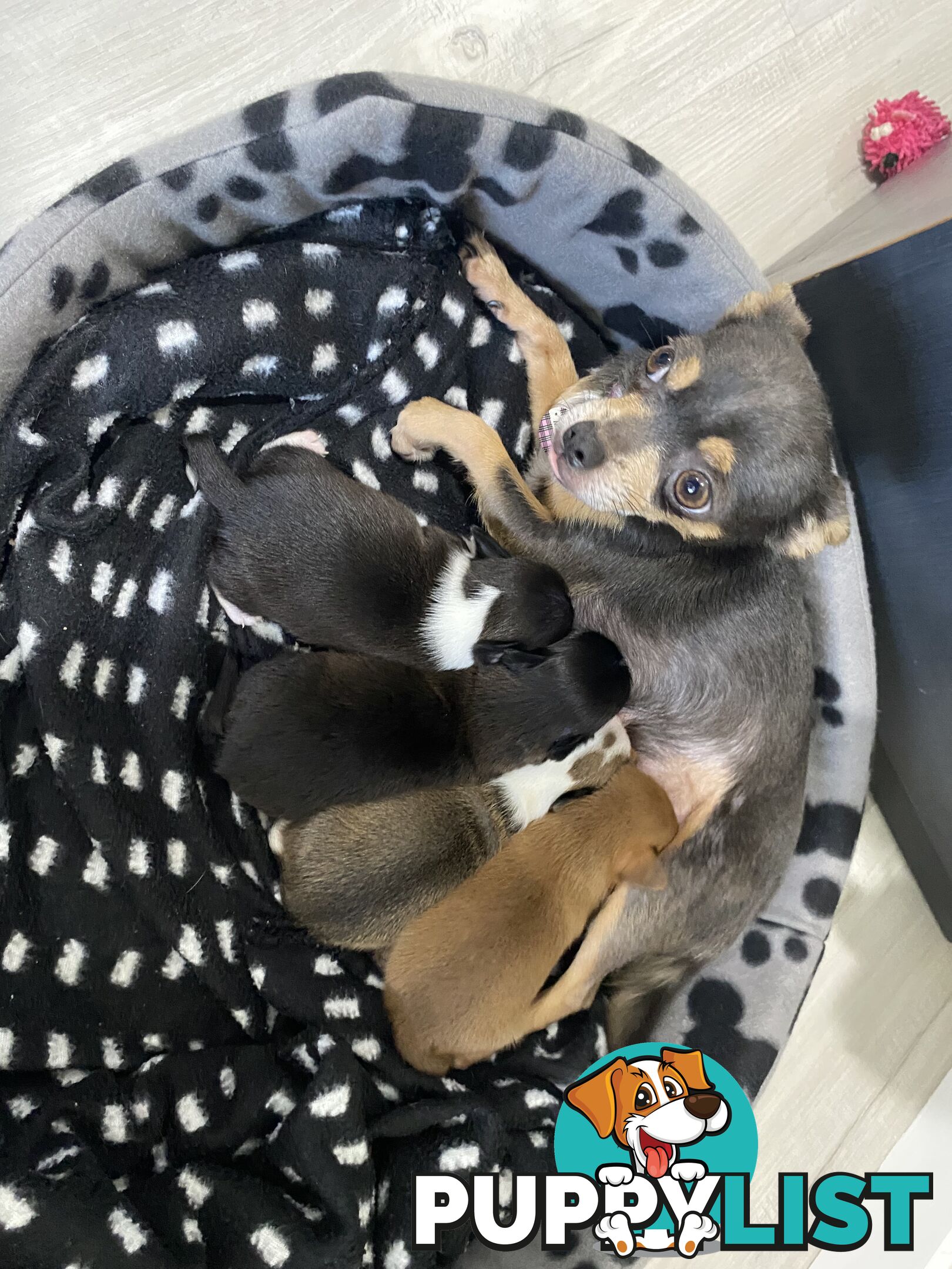 Teacup chihuahuas