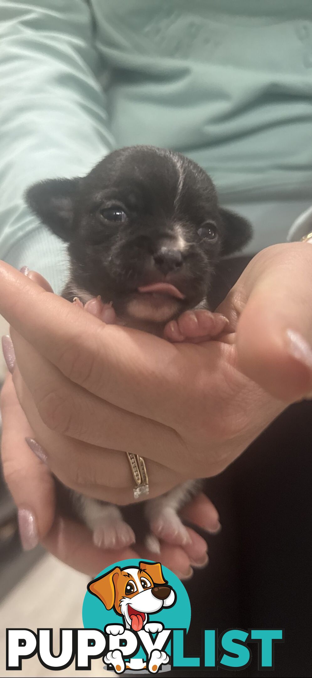 Teacup chihuahuas