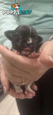 Teacup chihuahuas