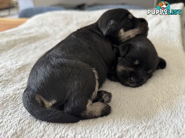 Mini Schnauzer puppies - 2 girls available