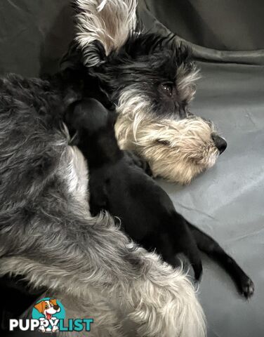 Mini Schnauzer puppies - 2 girls available