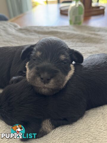 Mini Schnauzer puppies - 2 girls available