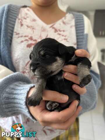 Mini Schnauzer puppies - 2 girls available