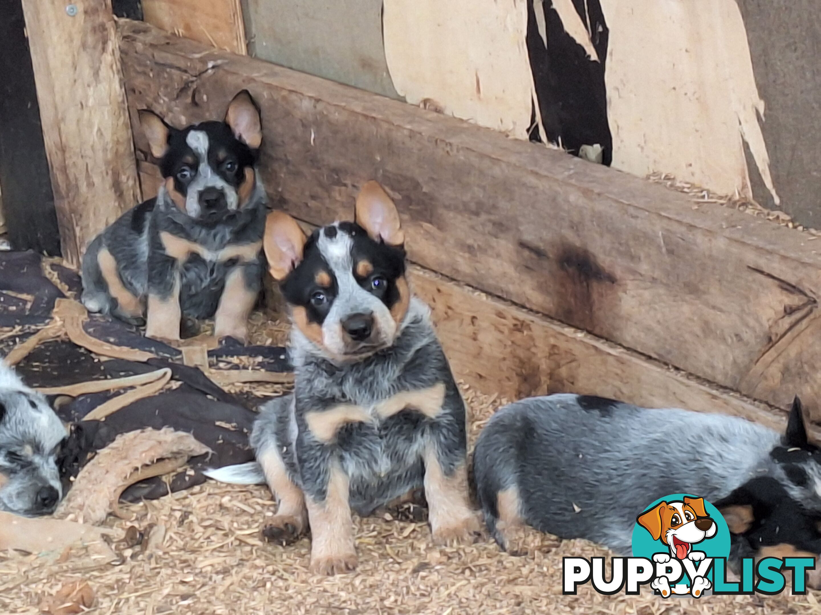 Blue Heeler Puppies