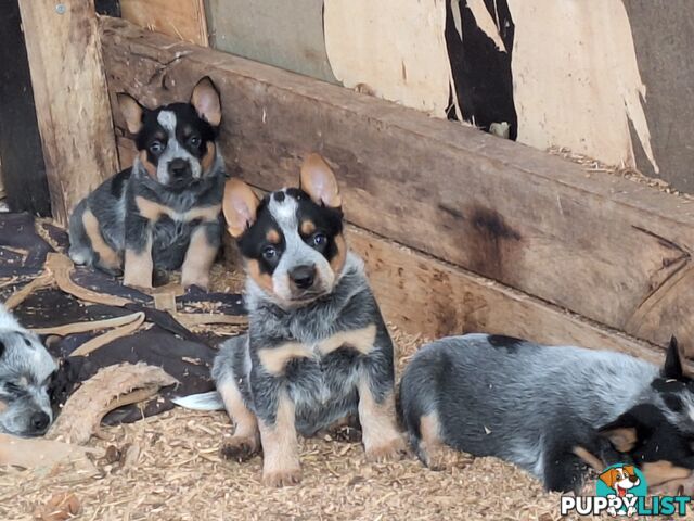 Blue Heeler Puppies