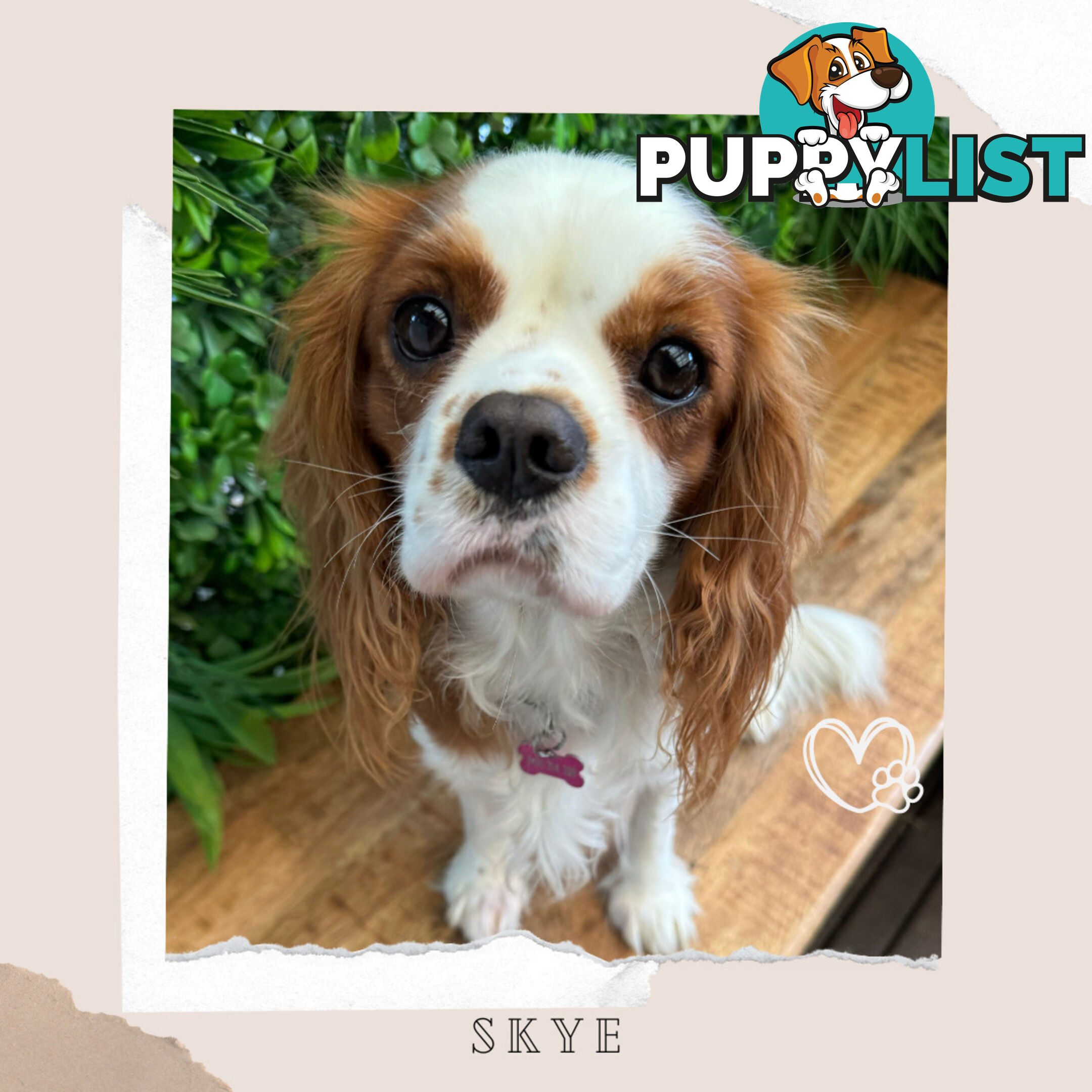 Beautiful Cavalier King Charles - Available on Breeders Terms