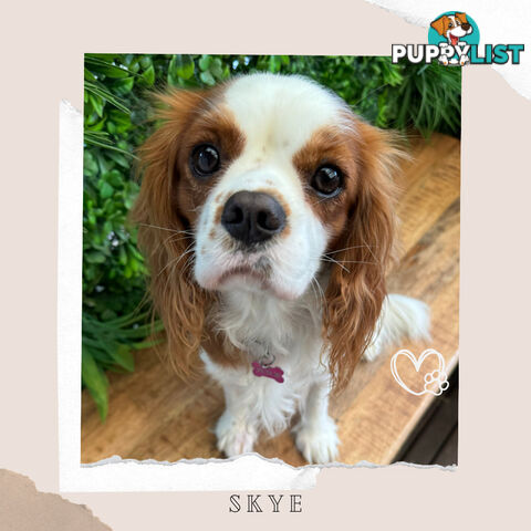 Beautiful Cavalier King Charles - Available on Breeders Terms