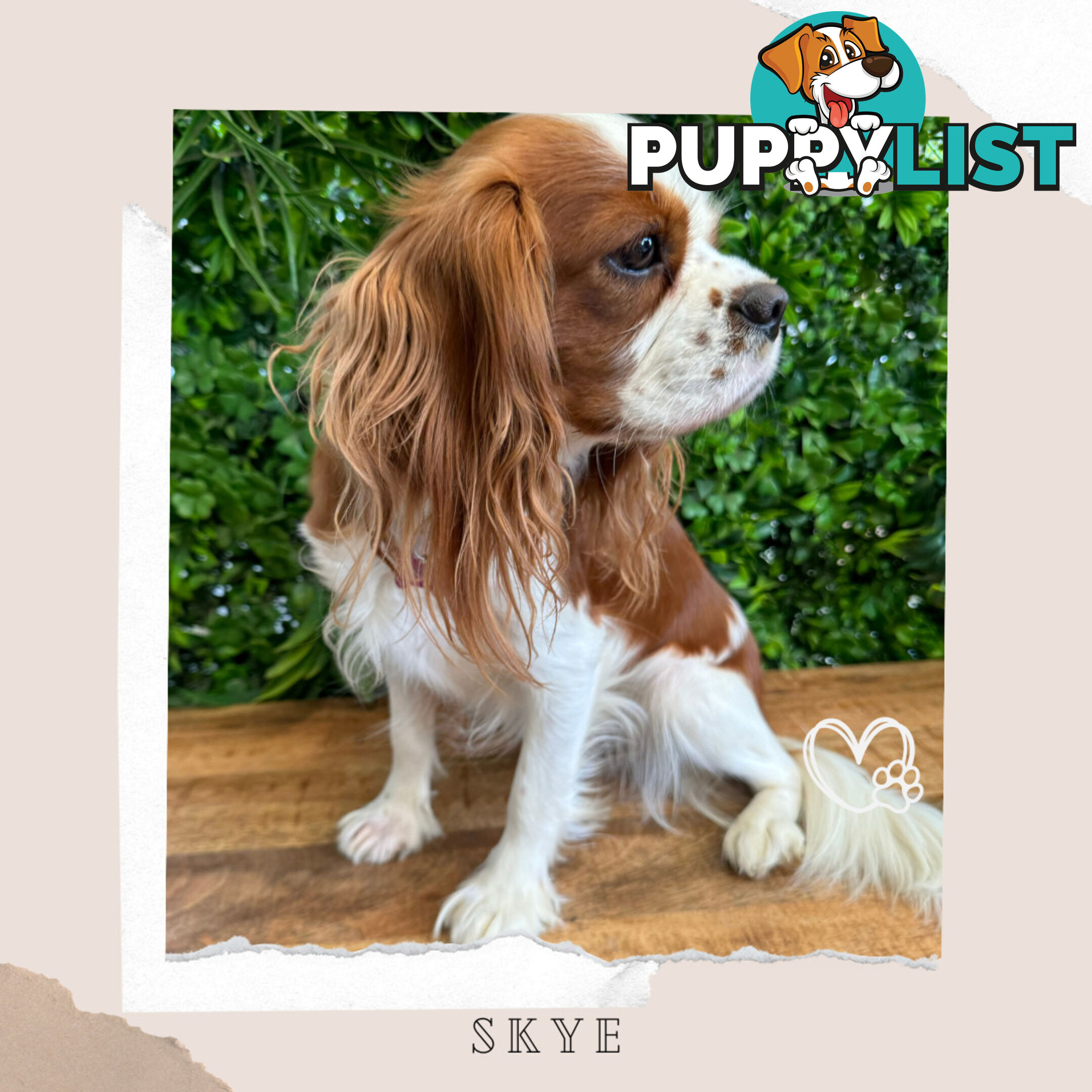 Beautiful Cavalier King Charles - Available on Breeders Terms