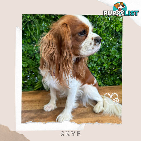 Beautiful Cavalier King Charles - Available on Breeders Terms