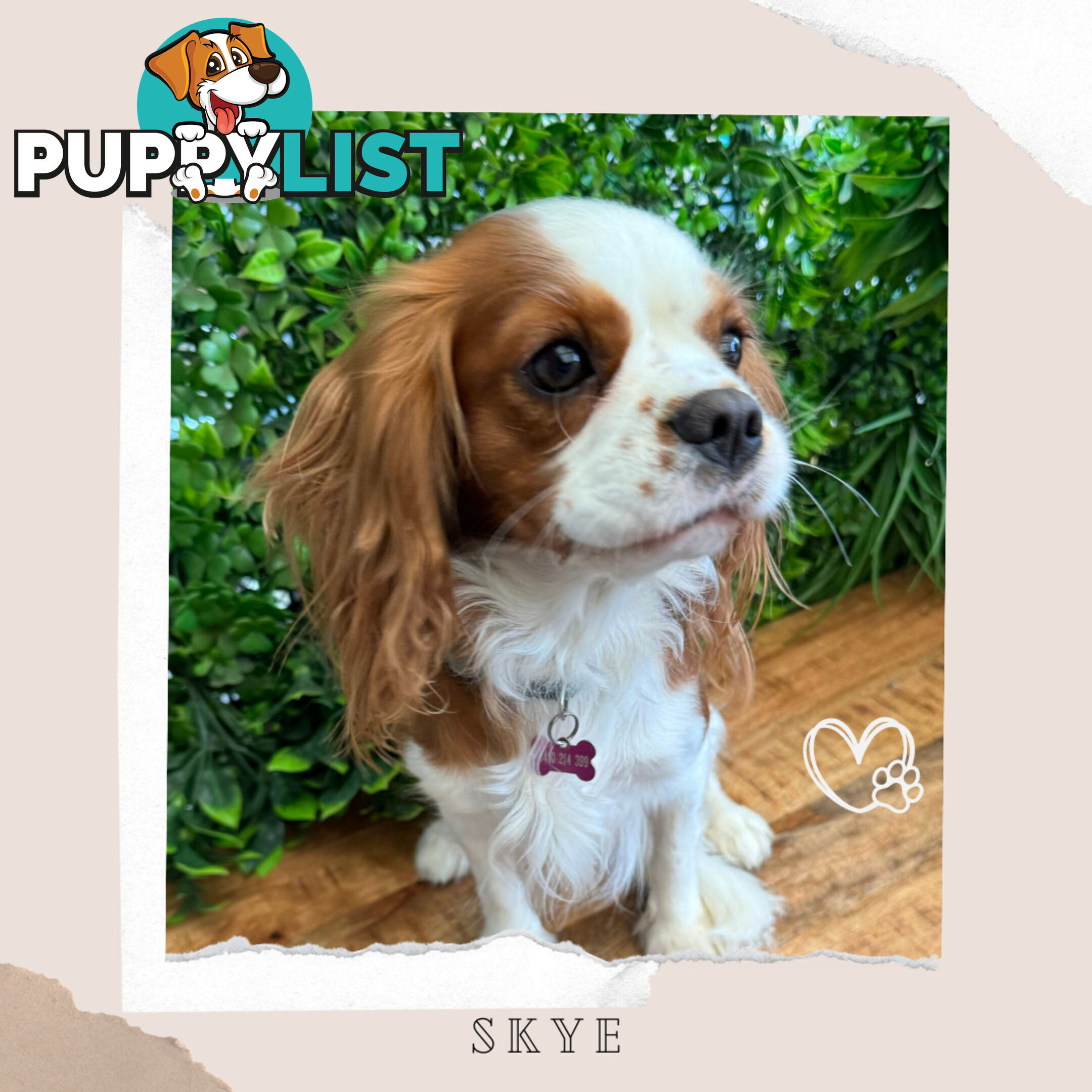 Beautiful Cavalier King Charles - Available on Breeders Terms