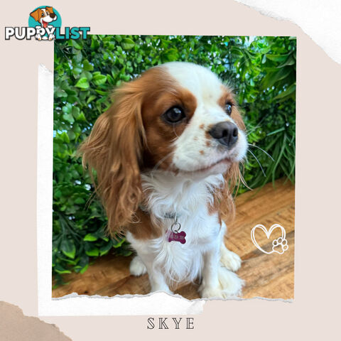 Beautiful Cavalier King Charles - Available on Breeders Terms