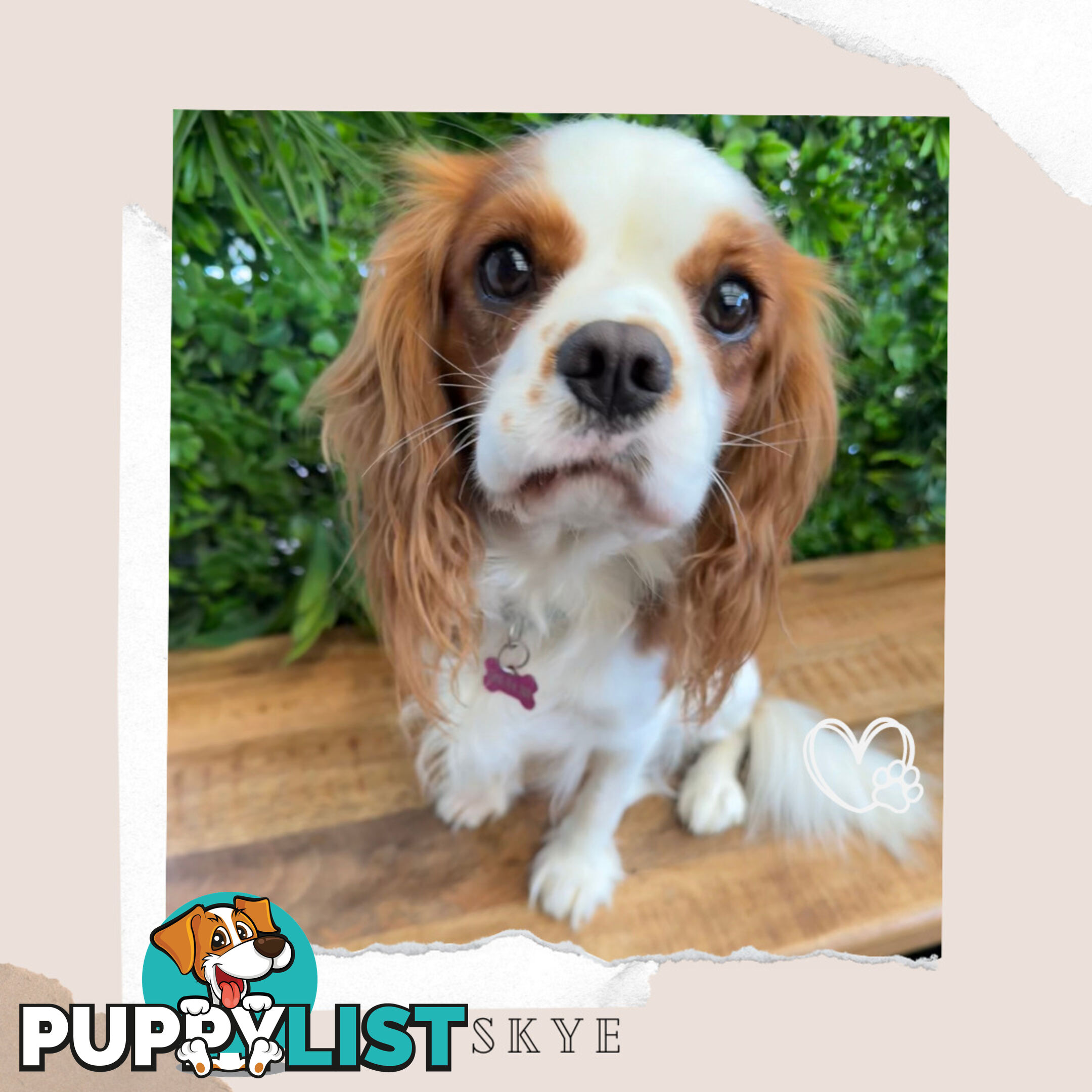 Beautiful Cavalier King Charles - Available on Breeders Terms