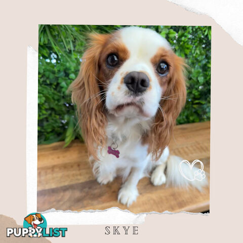 Beautiful Cavalier King Charles - Available on Breeders Terms