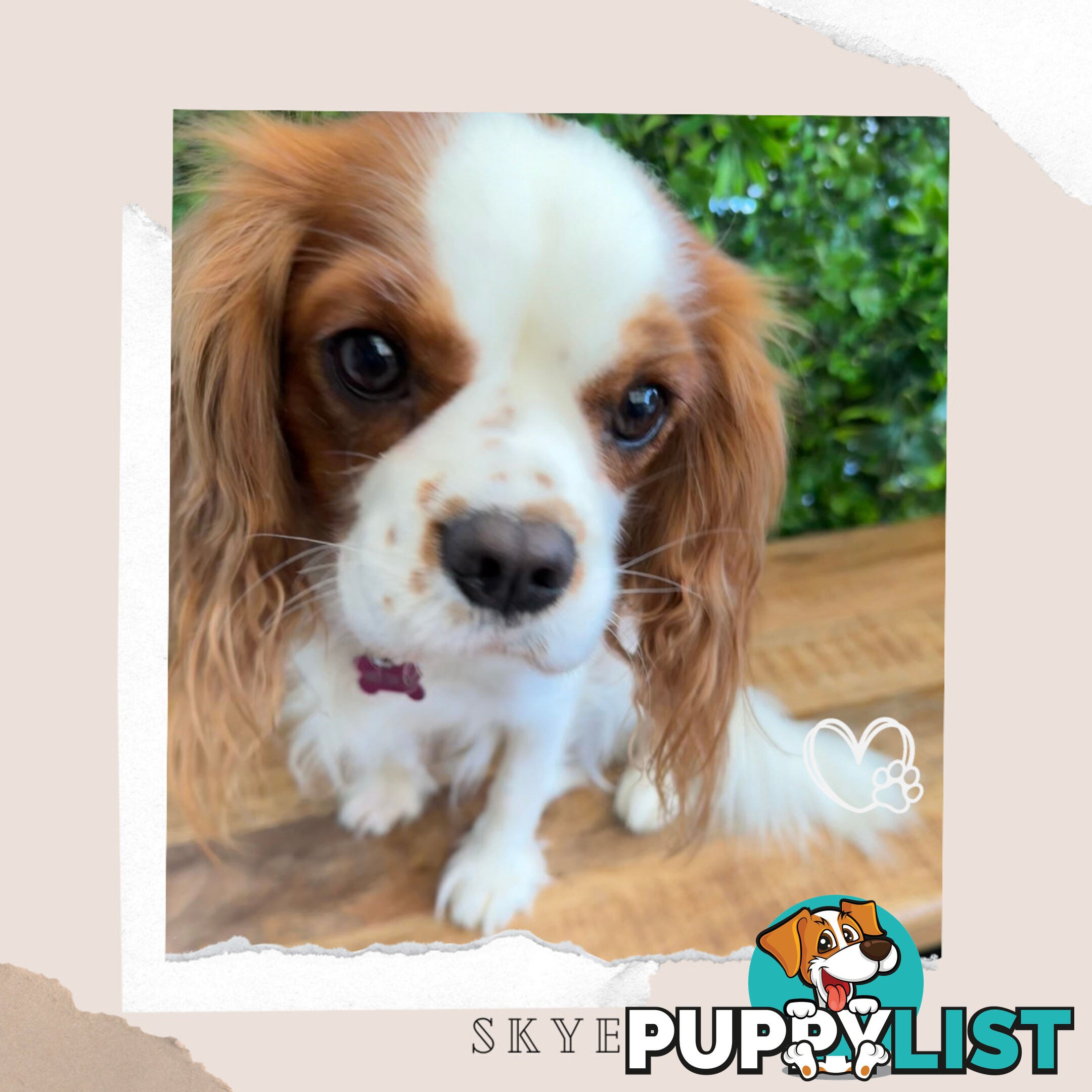 Beautiful Cavalier King Charles - Available on Breeders Terms