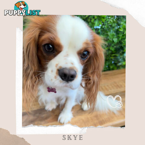 Beautiful Cavalier King Charles - Available on Breeders Terms