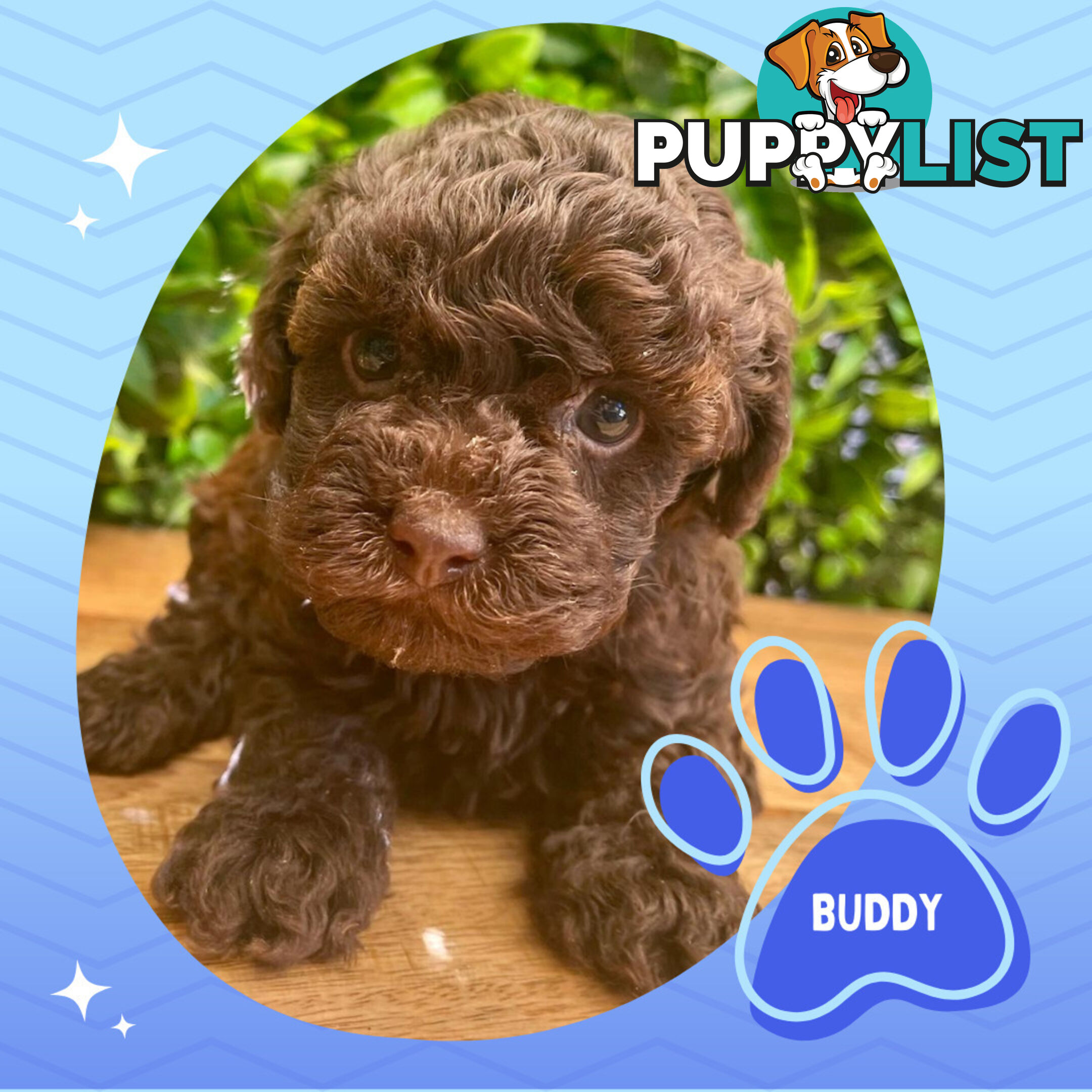 Teacup F1b Cavoodle Puppy - Available Now - Mooroolbark VIC 3138