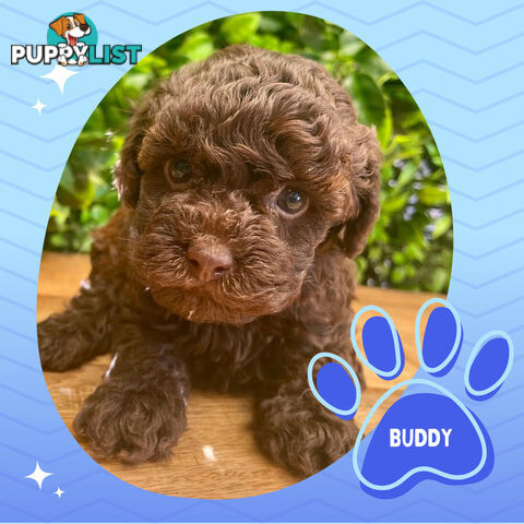 Teacup F1b Cavoodle Puppy - Available Now - Mooroolbark VIC 3138