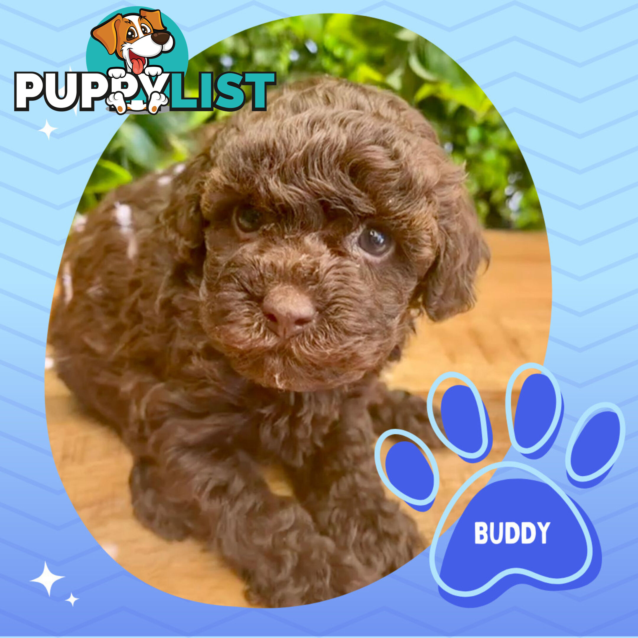 Teacup F1b Cavoodle Puppy - Available Now - Mooroolbark VIC 3138