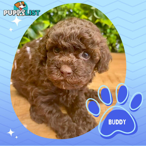 Teacup F1b Cavoodle Puppy - Available Now - Mooroolbark VIC 3138