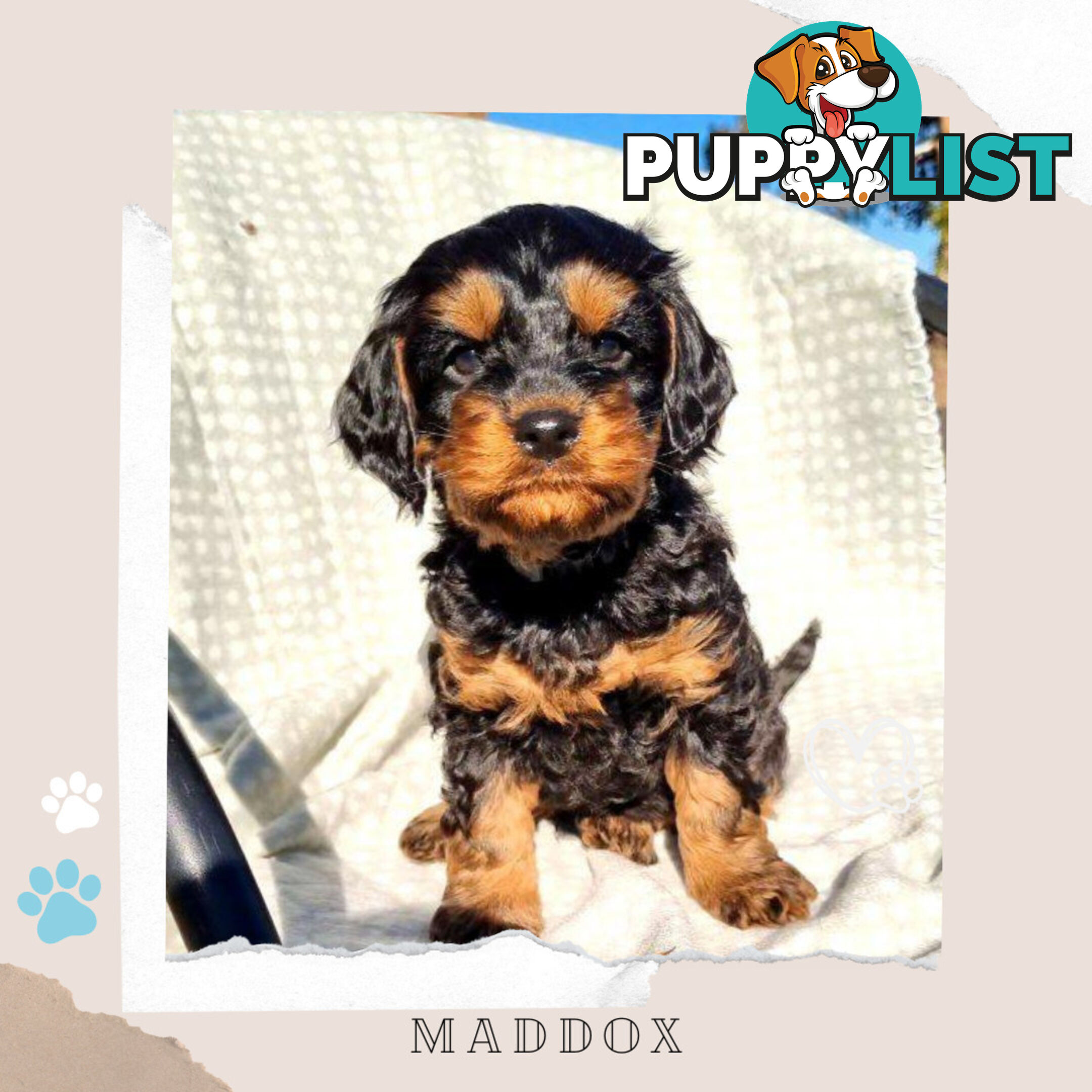 2nd Gen Toy Cavoodle Puppies - DNA CLEAR - Located in Sunbury VIC 3429