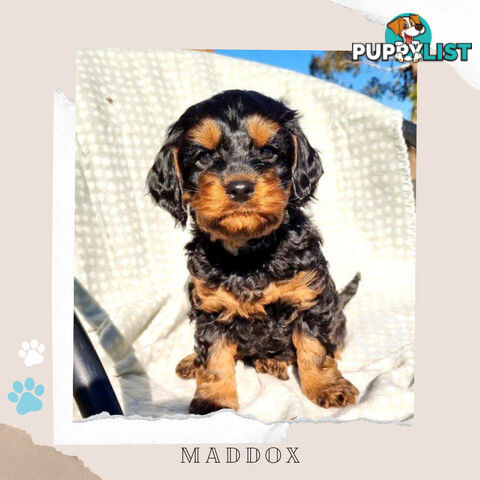 2nd Gen Toy Cavoodle Puppies - DNA CLEAR - Located in Sunbury VIC 3429