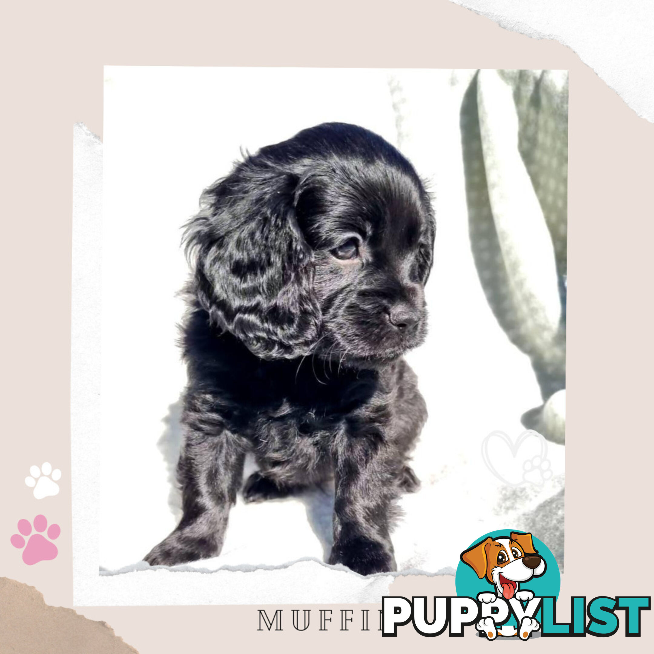 2nd Gen Toy Cavoodle Puppies - DNA CLEAR - Located in Sunbury VIC 3429