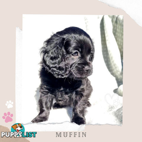 2nd Gen Toy Cavoodle Puppies - DNA CLEAR - Located in Sunbury VIC 3429
