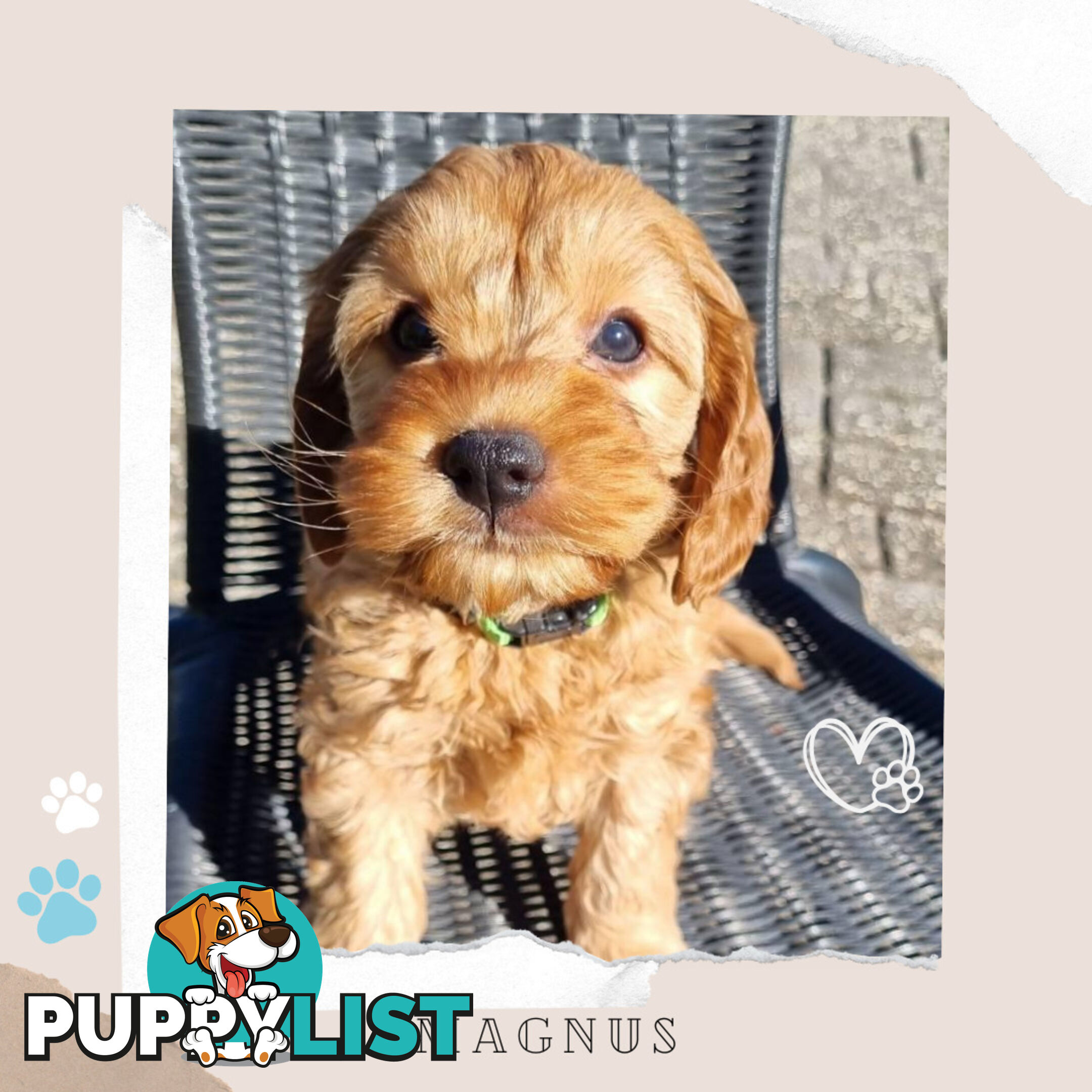 2nd Gen Toy Cavoodle Puppies - DNA CLEAR - Located in Sunbury VIC 3429