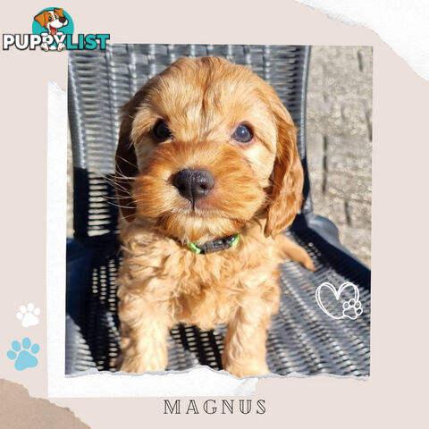2nd Gen Toy Cavoodle Puppies - DNA CLEAR - Located in Sunbury VIC 3429