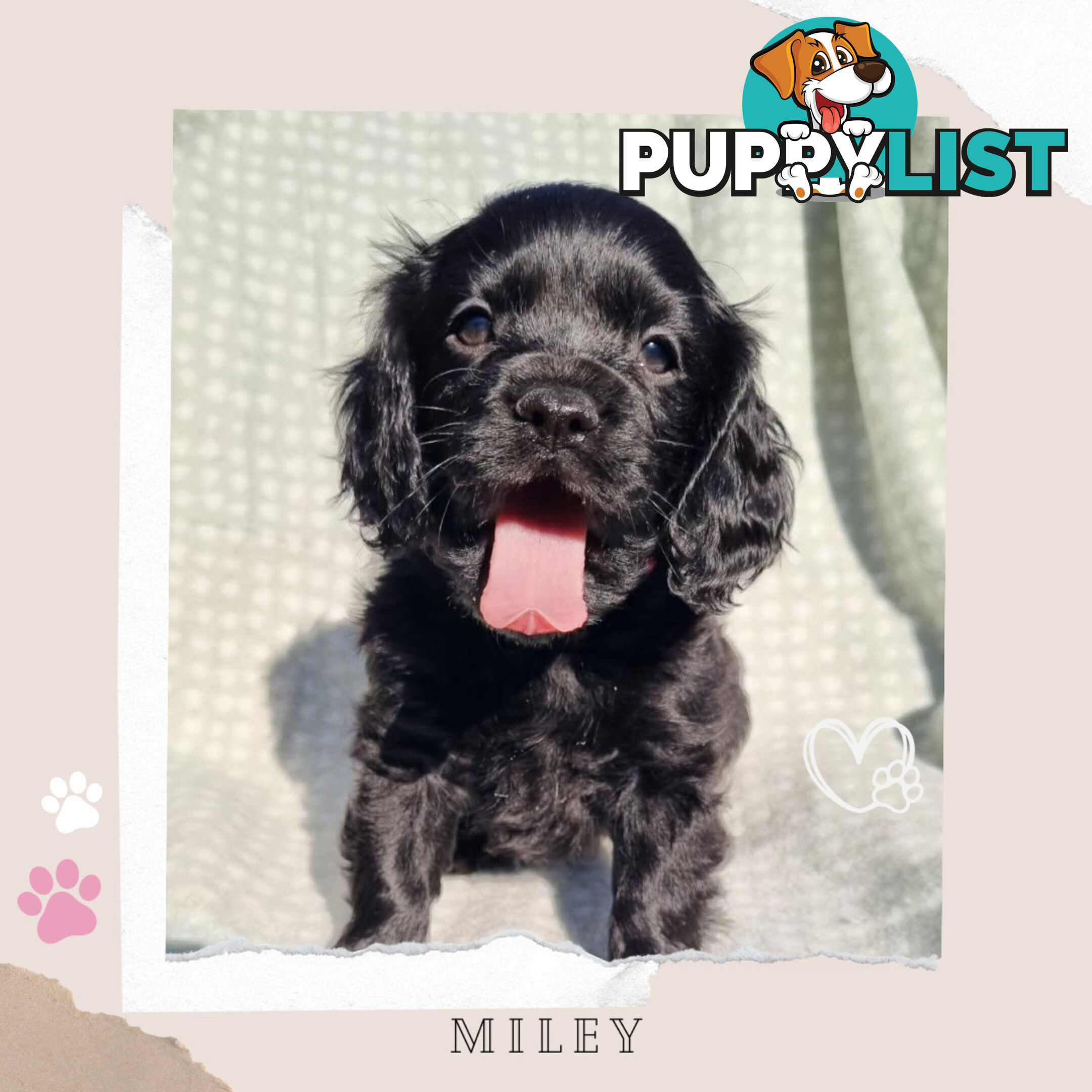 2nd Gen Toy Cavoodle Puppies - DNA CLEAR - Located in Sunbury VIC 3429