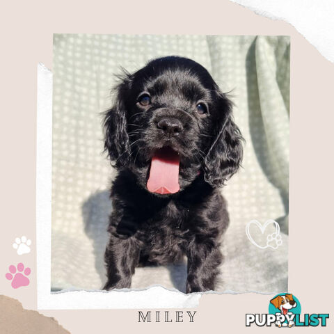 2nd Gen Toy Cavoodle Puppies - DNA CLEAR - Located in Sunbury VIC 3429