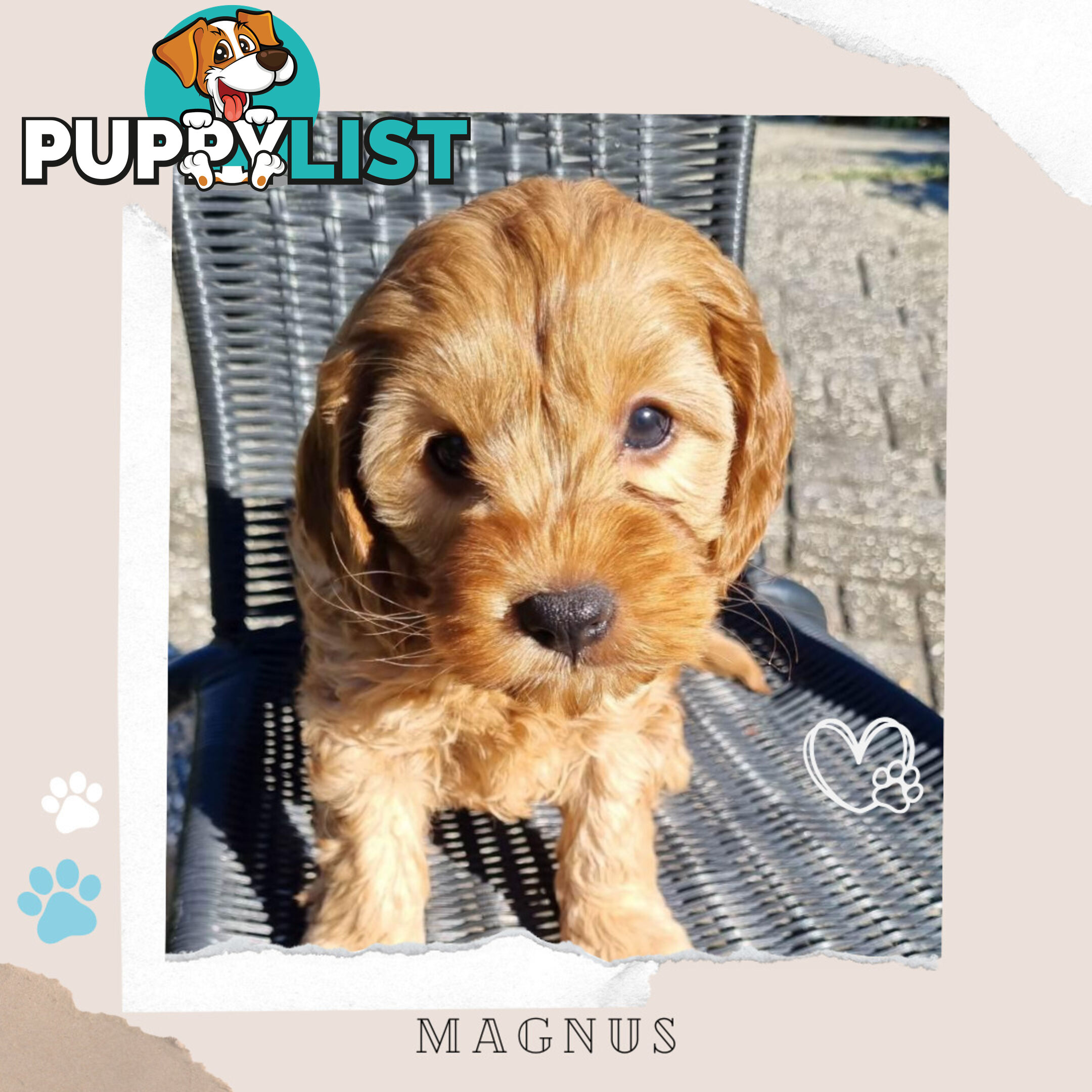 2nd Gen Toy Cavoodle Puppies - DNA CLEAR - Located in Sunbury VIC 3429