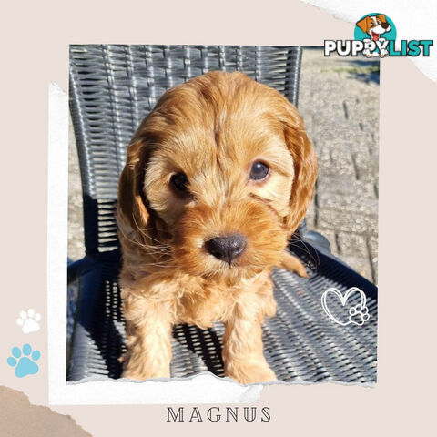 2nd Gen Toy Cavoodle Puppies - DNA CLEAR - Located in Sunbury VIC 3429
