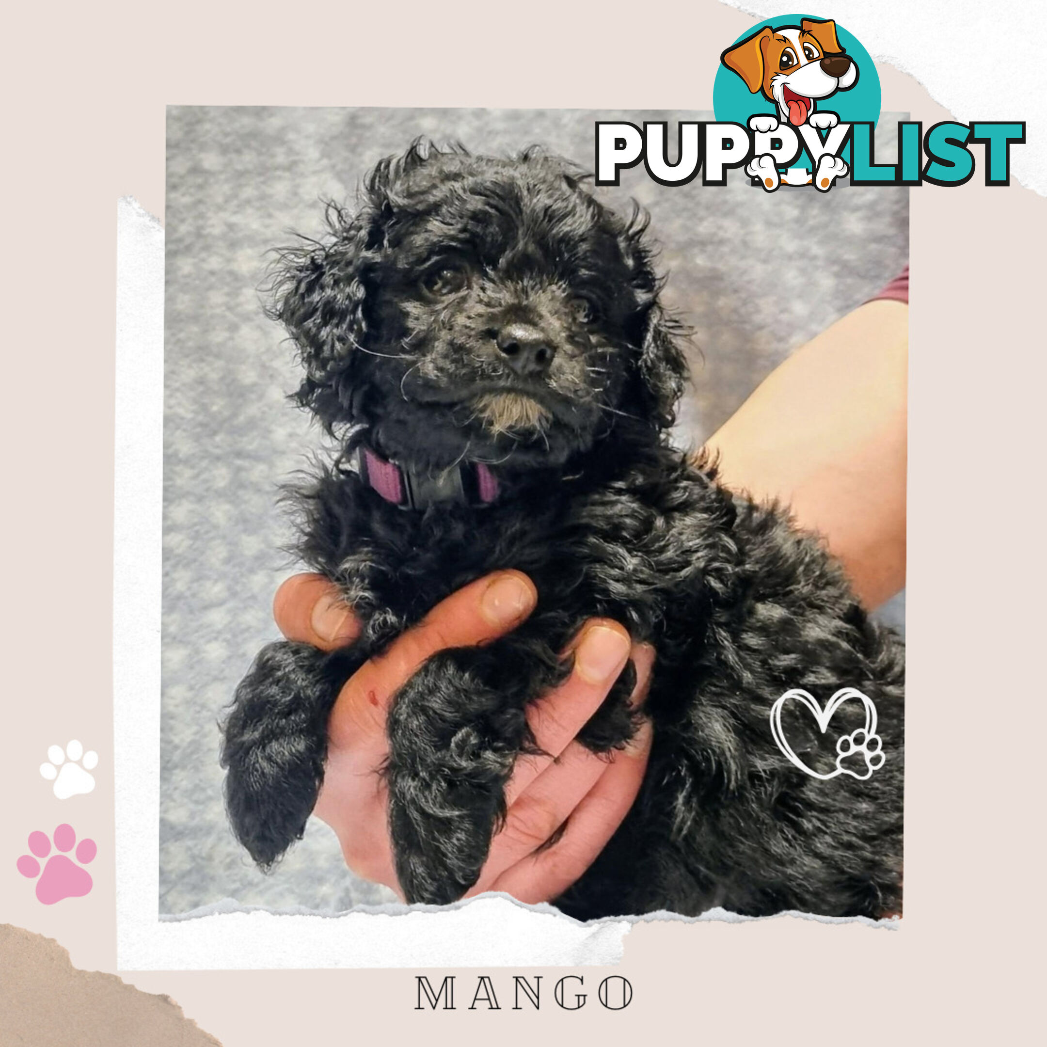 2nd Gen Toy Cavoodle Puppies - DNA CLEAR - Located in Sunbury VIC 3429