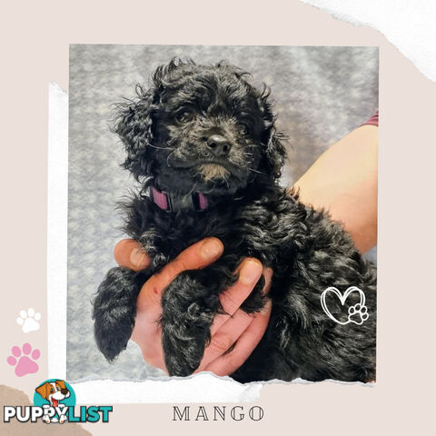 2nd Gen Toy Cavoodle Puppies - DNA CLEAR - Located in Sunbury VIC 3429