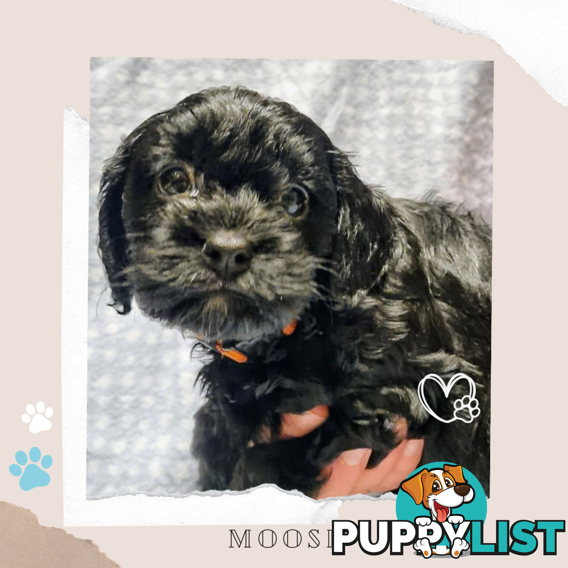 2nd Gen Toy Cavoodle Puppies - DNA CLEAR - Located in Sunbury VIC 3429