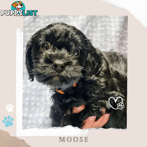 2nd Gen Toy Cavoodle Puppies - DNA CLEAR - Located in Sunbury VIC 3429