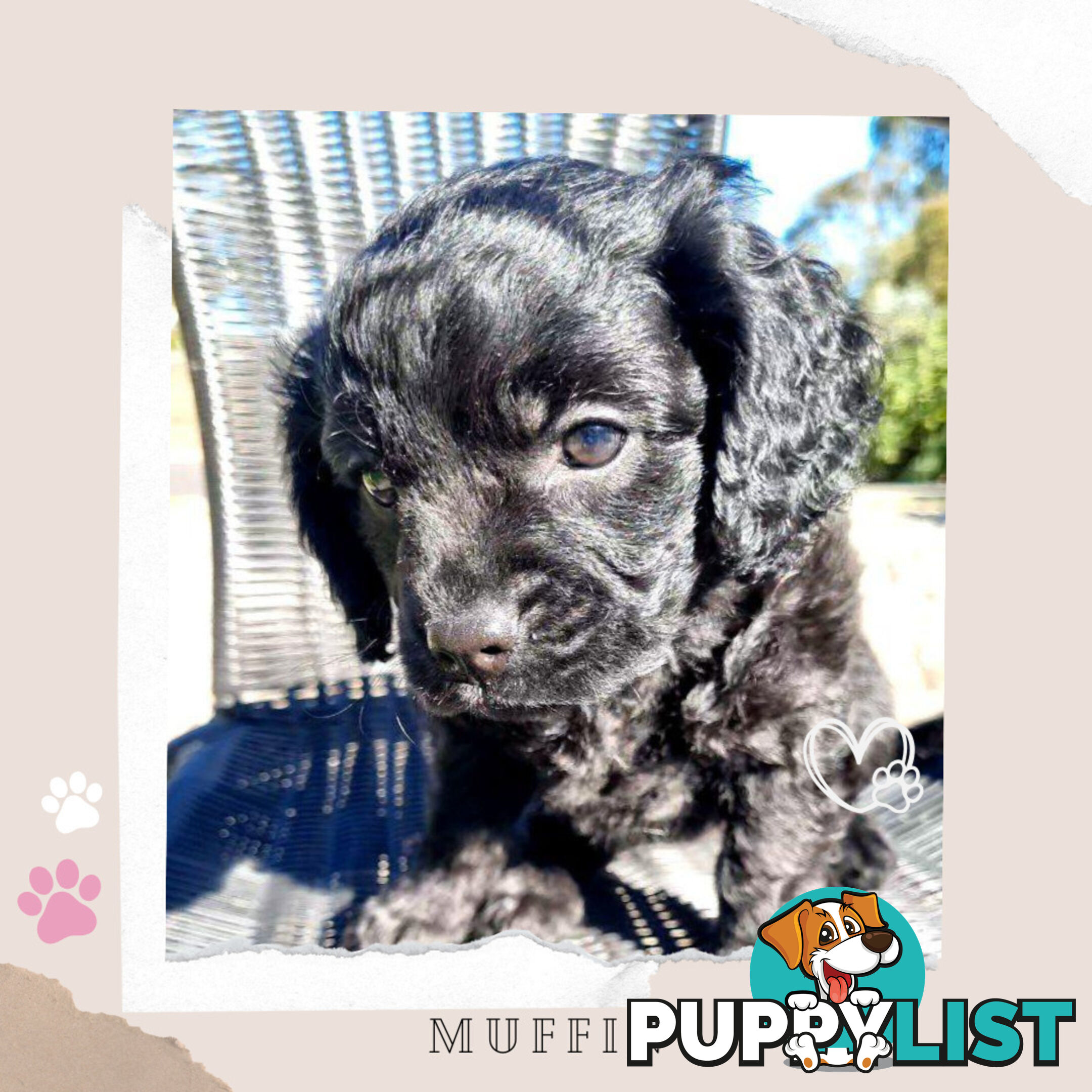 2nd Gen Toy Cavoodle Puppies - DNA CLEAR - Located in Sunbury VIC 3429