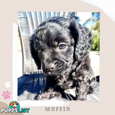 2nd Gen Toy Cavoodle Puppies - DNA CLEAR - Located in Sunbury VIC 3429