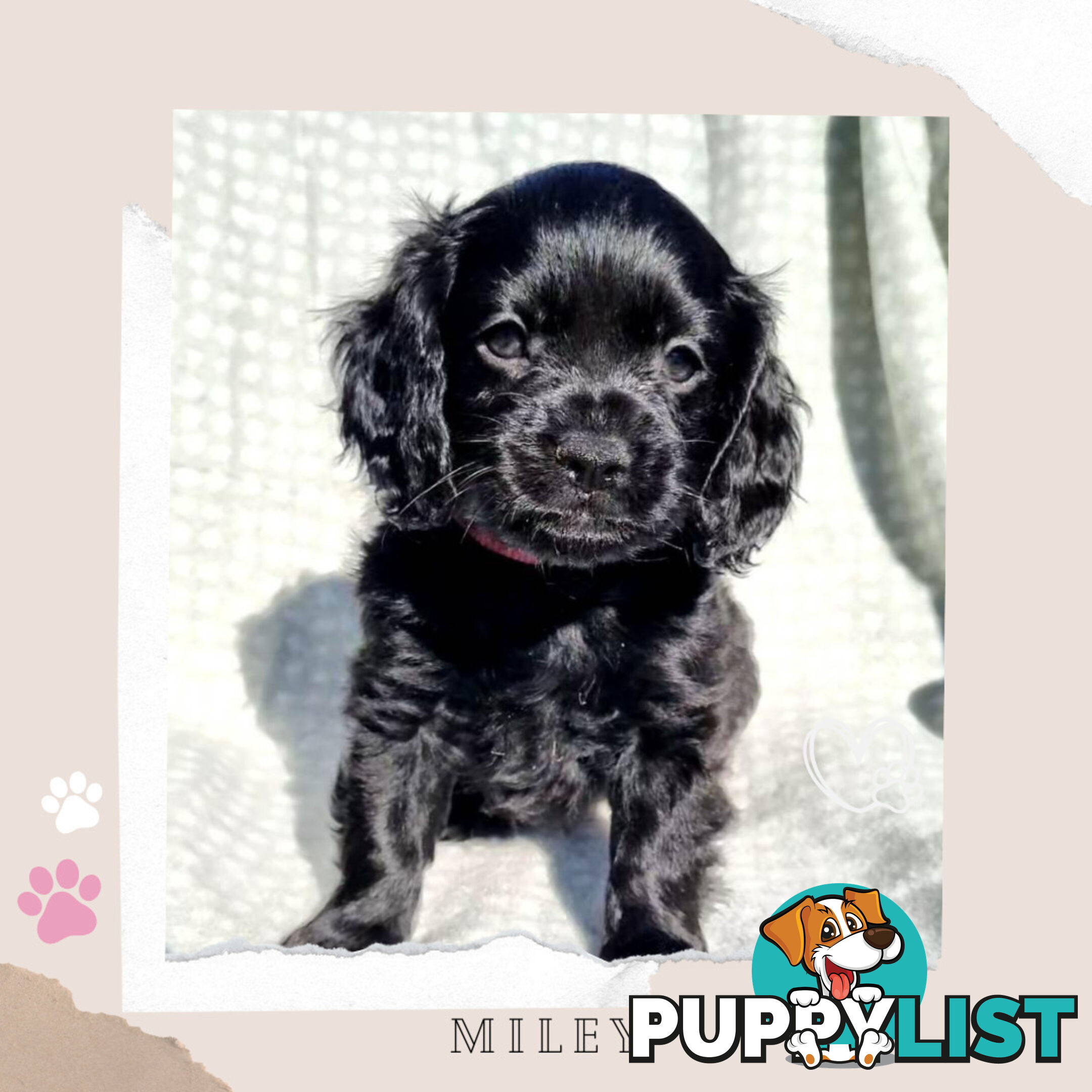 2nd Gen Toy Cavoodle Puppies - DNA CLEAR - Located in Sunbury VIC 3429