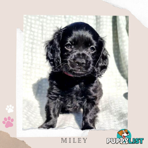 2nd Gen Toy Cavoodle Puppies - DNA CLEAR - Located in Sunbury VIC 3429