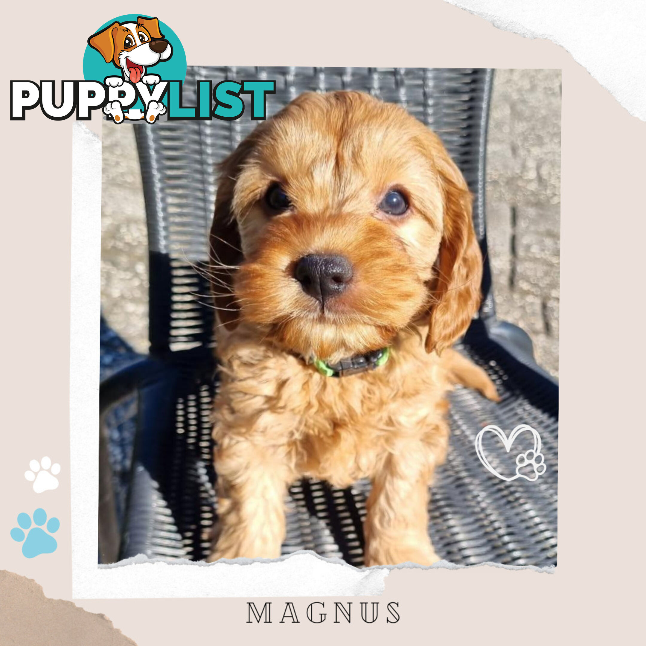 2nd Gen Toy Cavoodle Puppies - DNA CLEAR - Located in Sunbury VIC 3429