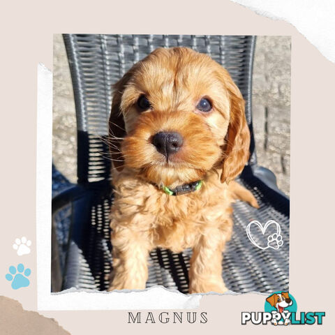 2nd Gen Toy Cavoodle Puppies - DNA CLEAR - Located in Sunbury VIC 3429