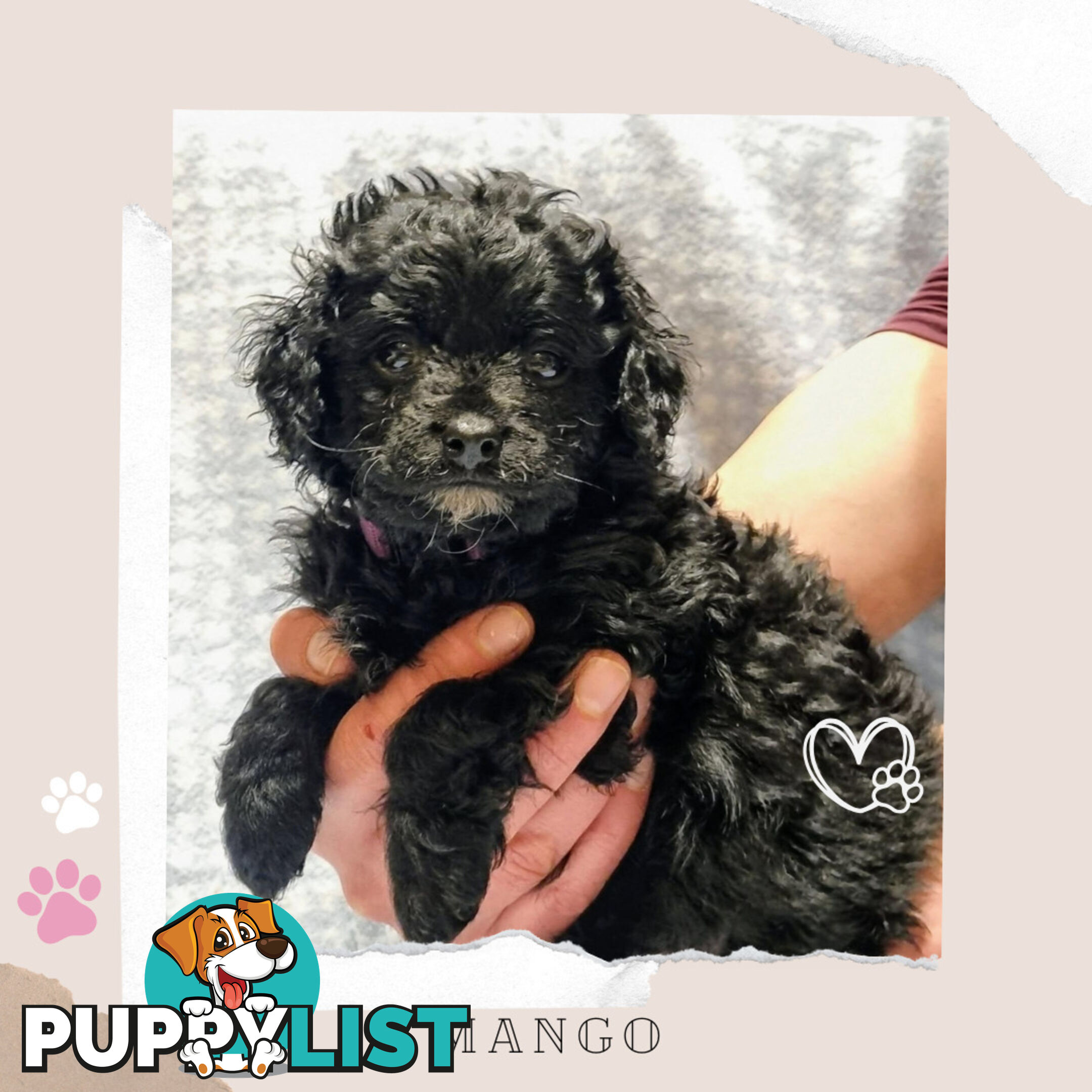 2nd Gen Toy Cavoodle Puppies - DNA CLEAR - Located in Sunbury VIC 3429