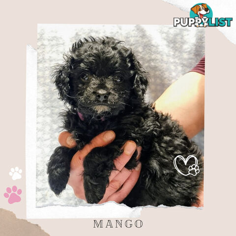 2nd Gen Toy Cavoodle Puppies - DNA CLEAR - Located in Sunbury VIC 3429