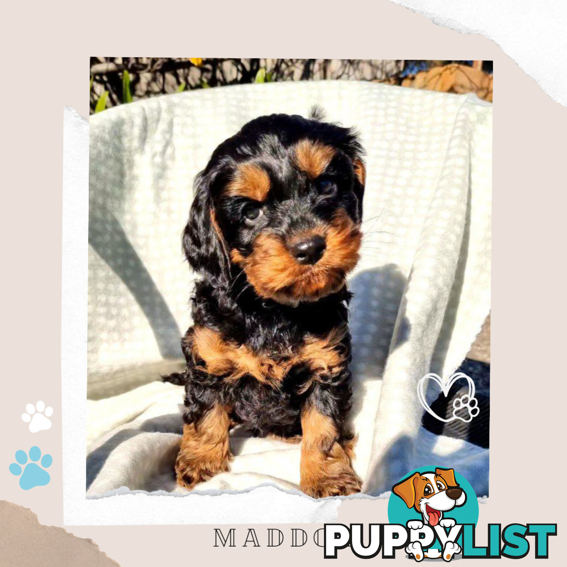 2nd Gen Toy Cavoodle Puppies - DNA CLEAR - Located in Sunbury VIC 3429