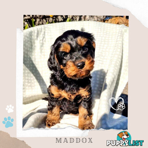 2nd Gen Toy Cavoodle Puppies - DNA CLEAR - Located in Sunbury VIC 3429